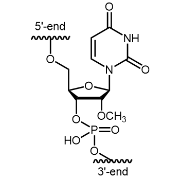 2'-O-Methyl-U (2'-OMe-U) Internal modification: 2'-O-Methyl-U