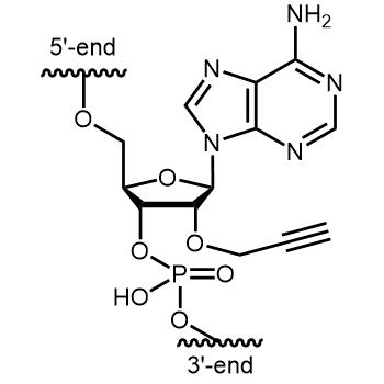 2'-O-Propargyl-A Internal modification: 2'-O-Propargyl-A