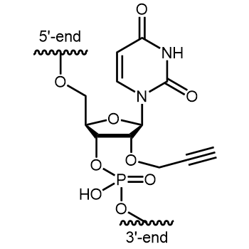 2'-O-Propargyl-U Internal modification: 2'-O-Propargyl-U