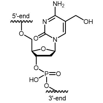 5-Hydroxymethyl-dC (5-hm-dC) Internal modification: 5-Hydroxymethyl-dC