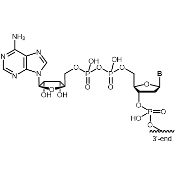 rApp 5' modification: 5´-rApp