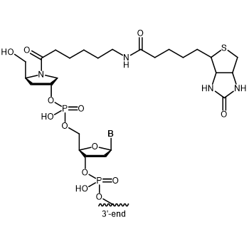Biotin Pro 5' modification: 5´-Biotin Prolinol