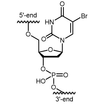 5-Br-dU Internal modification: 5-Br-dU