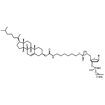 Cholesterol C6 5' modification: 5´-Cholesterol C6