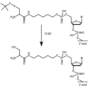 Cysteine (tbuSS) 5' modification: 5´-Cysteine with StBu protecting group requires treatment with TCEP to obtain free, reactive cysteine. 