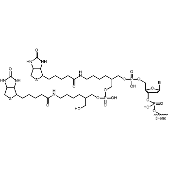 Dual Biotin 5' modification: 5´-Dual Biotin