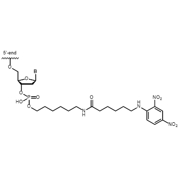 Dinitrophenol (DNP) 3' modification: 3´-Dinitrophenol (DNP)