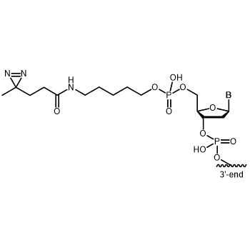 Diazirine-C5 5' modification: 5'-Diazirine