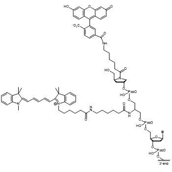Fam-Cyanine 5 FRET Dye 5' modification: 5´-Fam-Cyanine 5 FRET Combination