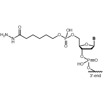 Hydrazide 5' modification: 5'-Hydrazide
