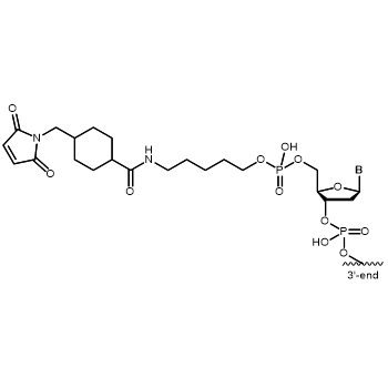 Maleimide 5' modification: 5´-Maleimide