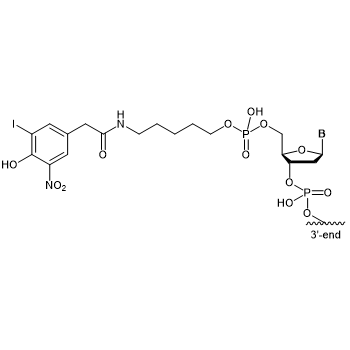 NIP (4-Hydroxy-3-iodo-5-nitrophenylacetamide) 5' modification: 5'-NIP