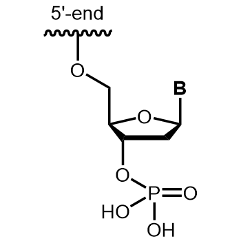 Phosphate 3' modification: 3´-Phosphate