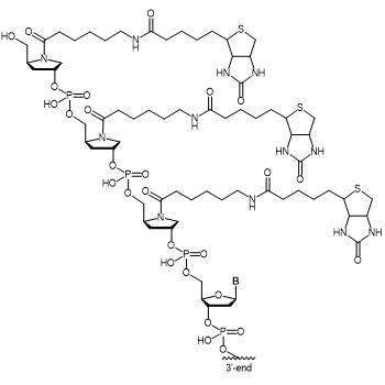 Triple Biotin Prolinol 5' modification: 5´-Triple Biotin Prolinol