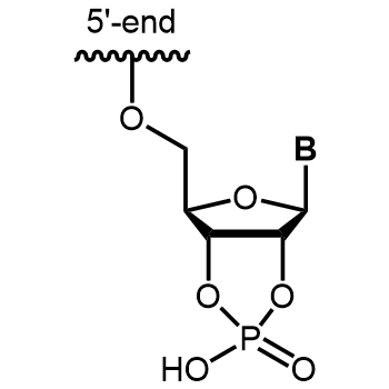 2',3'-Cyclophosphate 3' modification: 2',3'-Cyclophosphate