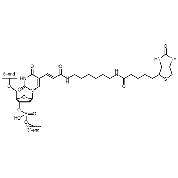Biotin dT Internal modification: Chemical structure of dT-Biotin bound to an oligonucleotide