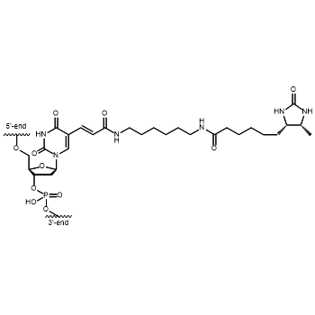 Desthiobiotin Internal modification: Chemical structure of dT-Desthiobiotin bound to an oligonucleotide